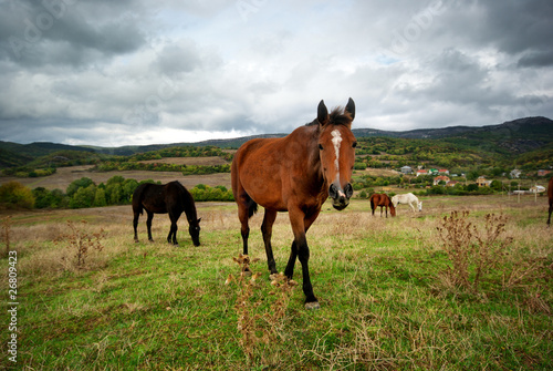 Horse in meadow © GIS
