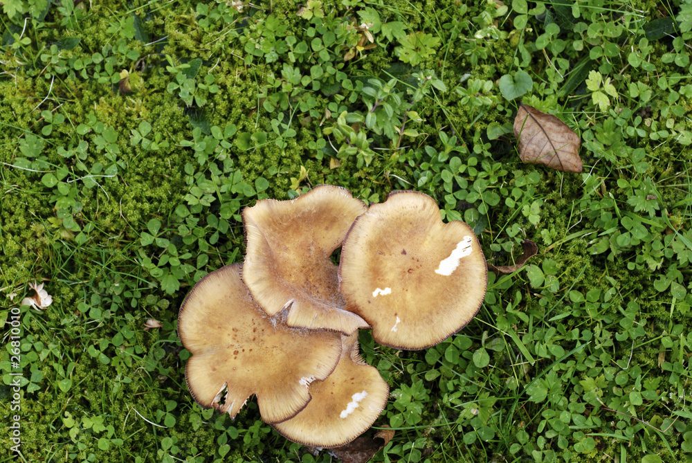 Mushrooms in lawn Mushrooms in lawn