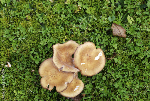 Mushrooms in lawn