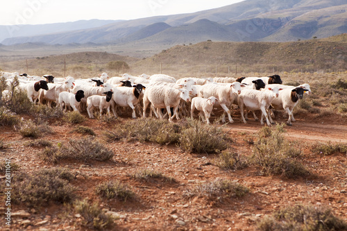 Flock of sheep walking down gravel road