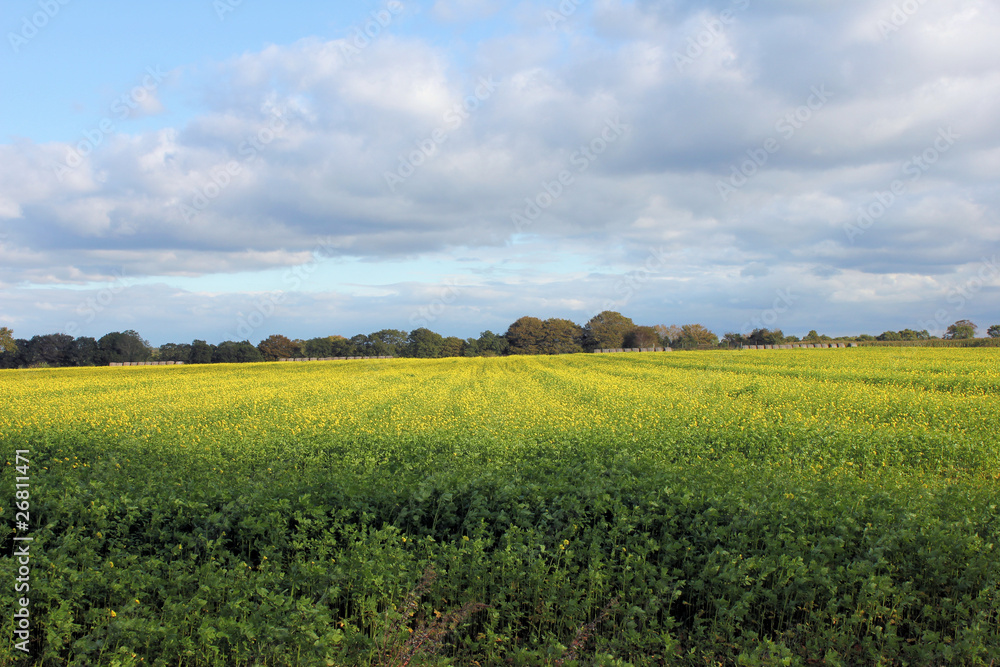 rapsfeld mit heuballen rapsfeld mit heuballen