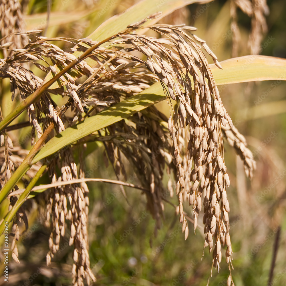 Epis de riz mur Photos | Adobe Stock