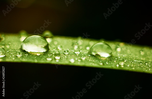 Rain drops on grass leaf at autumn season