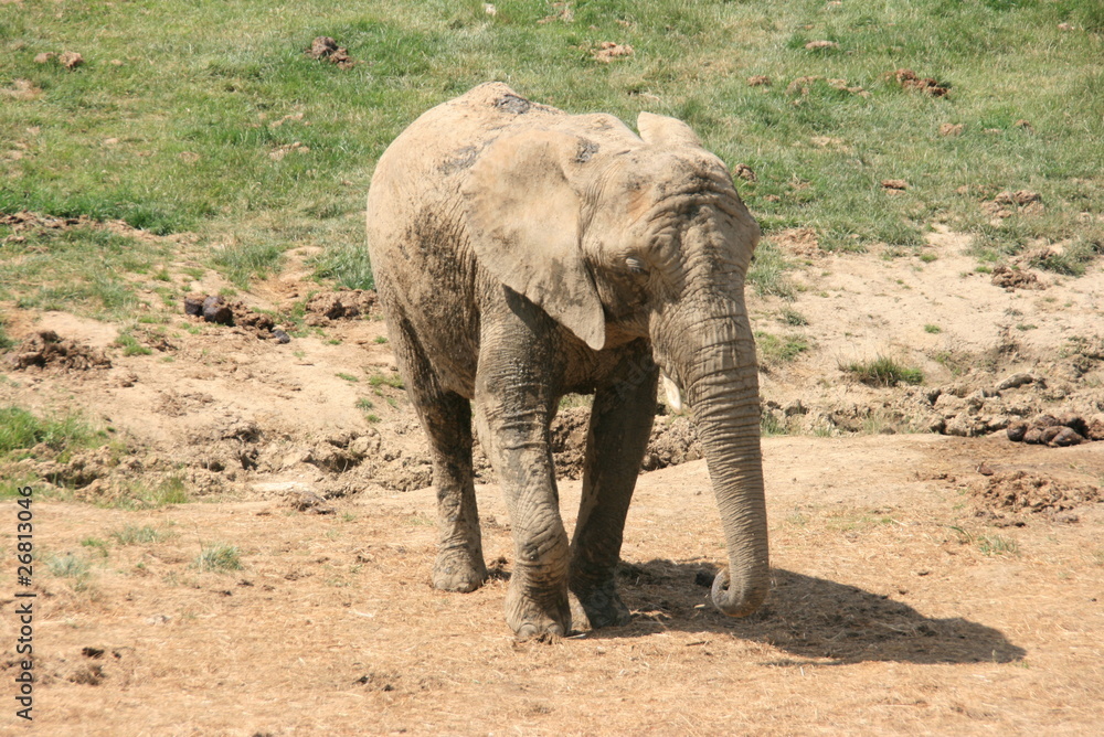 Fototapeta premium Elephant
