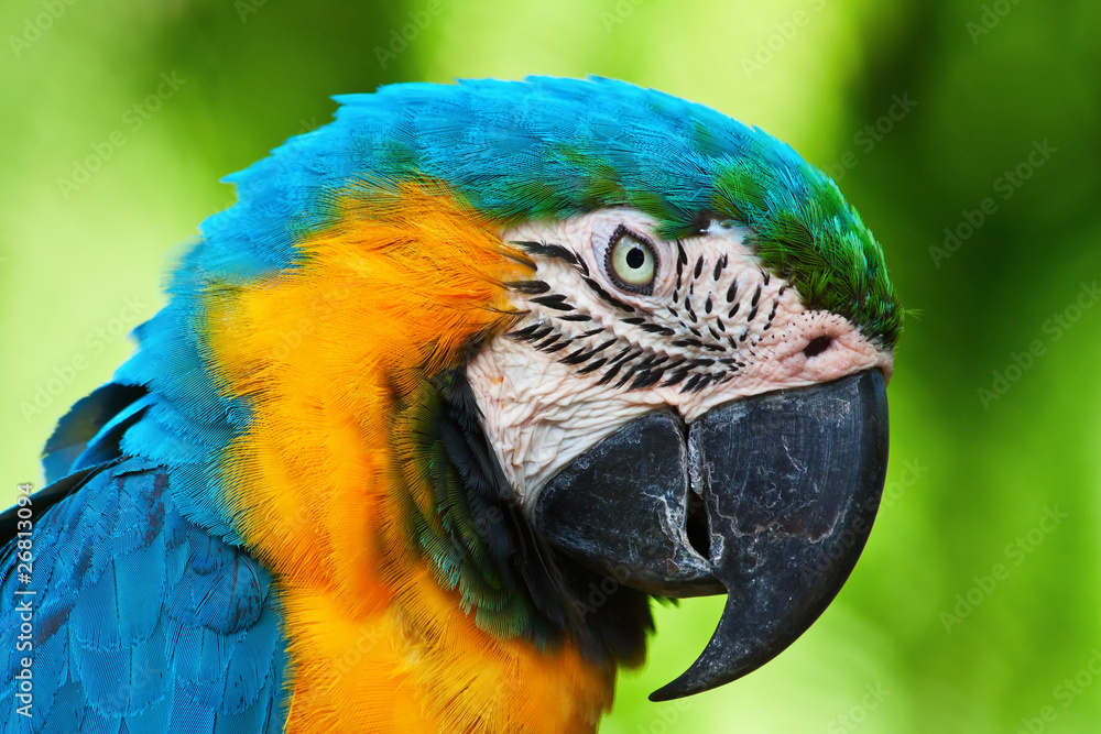 A blue and yellow macaw