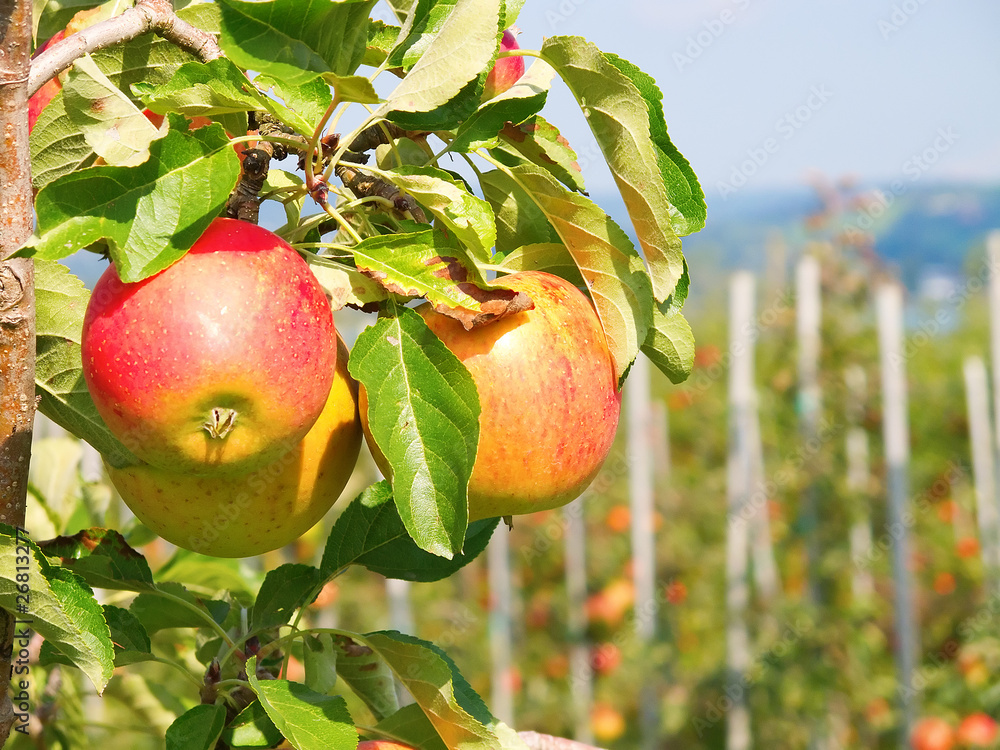 Fototapeta premium Apple garden