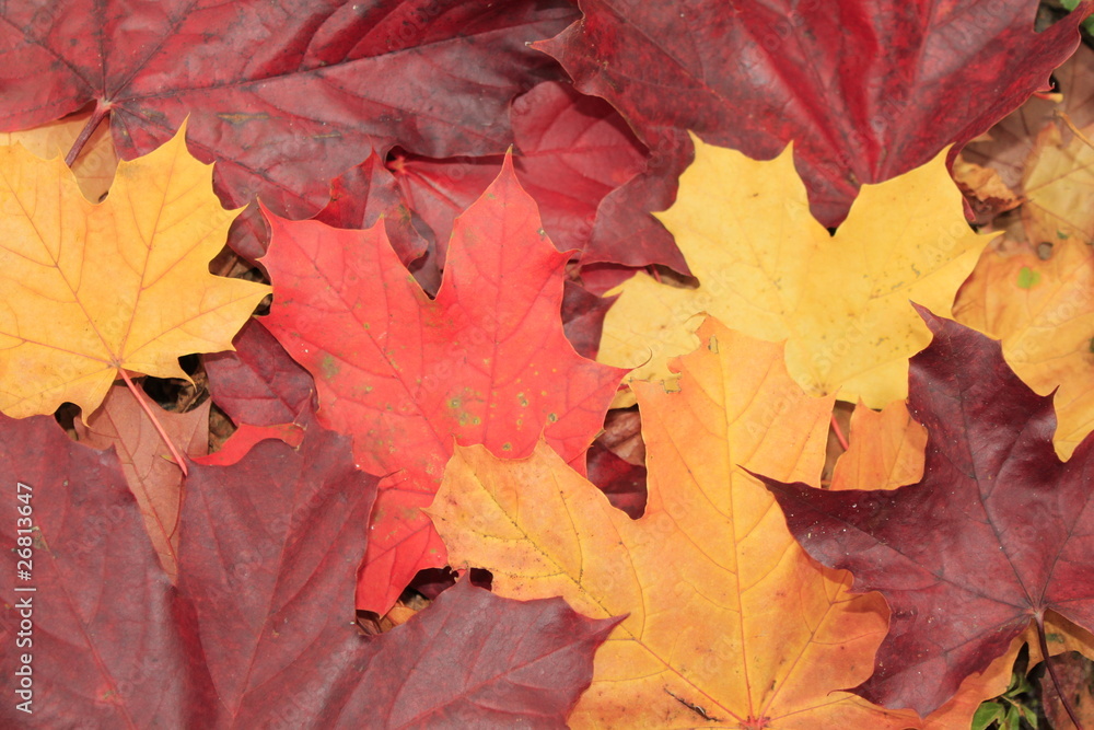 Fototapeta premium Herbstblätter auf dem Boden