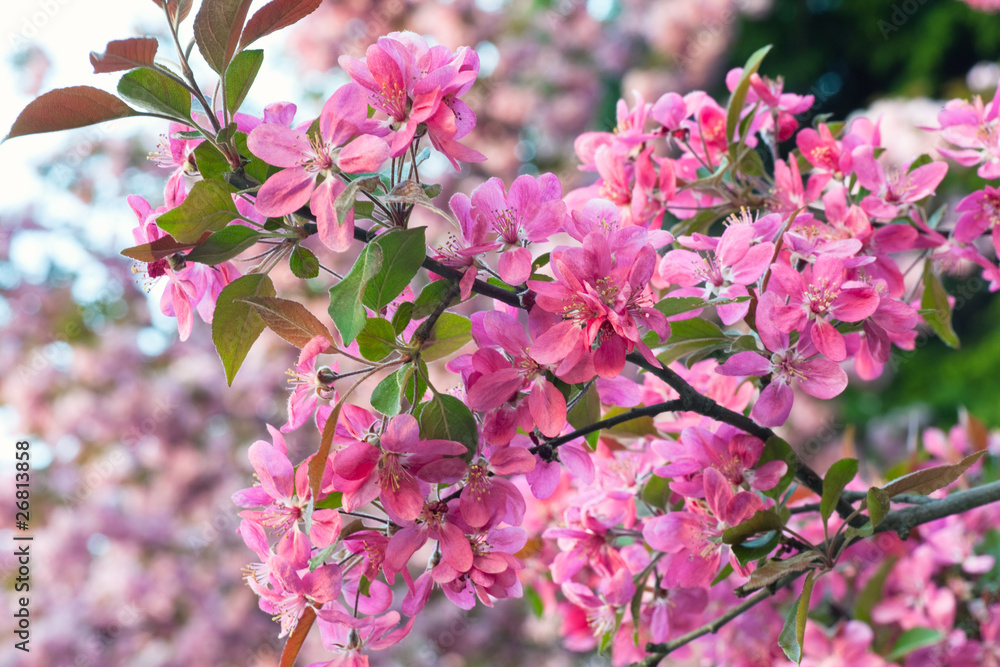 Pink cherry blossom Pink cherry blossom