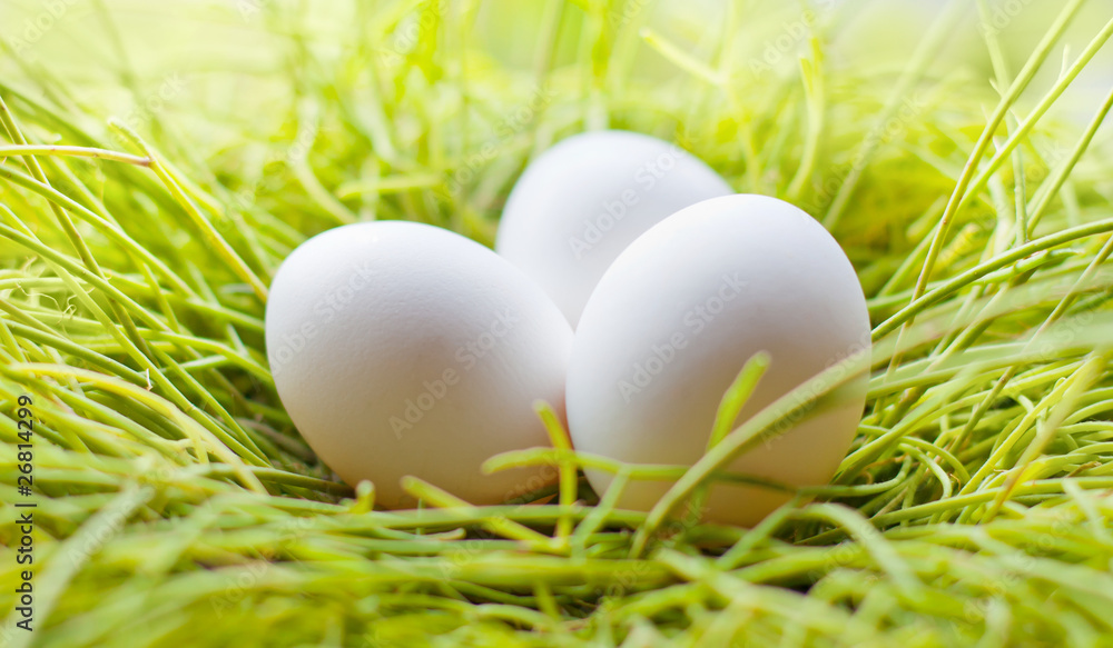 Eier Eier