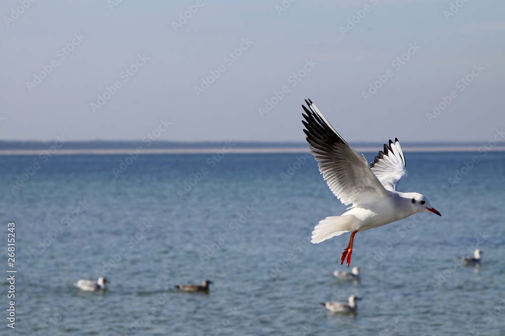 Möwe beim Abflug