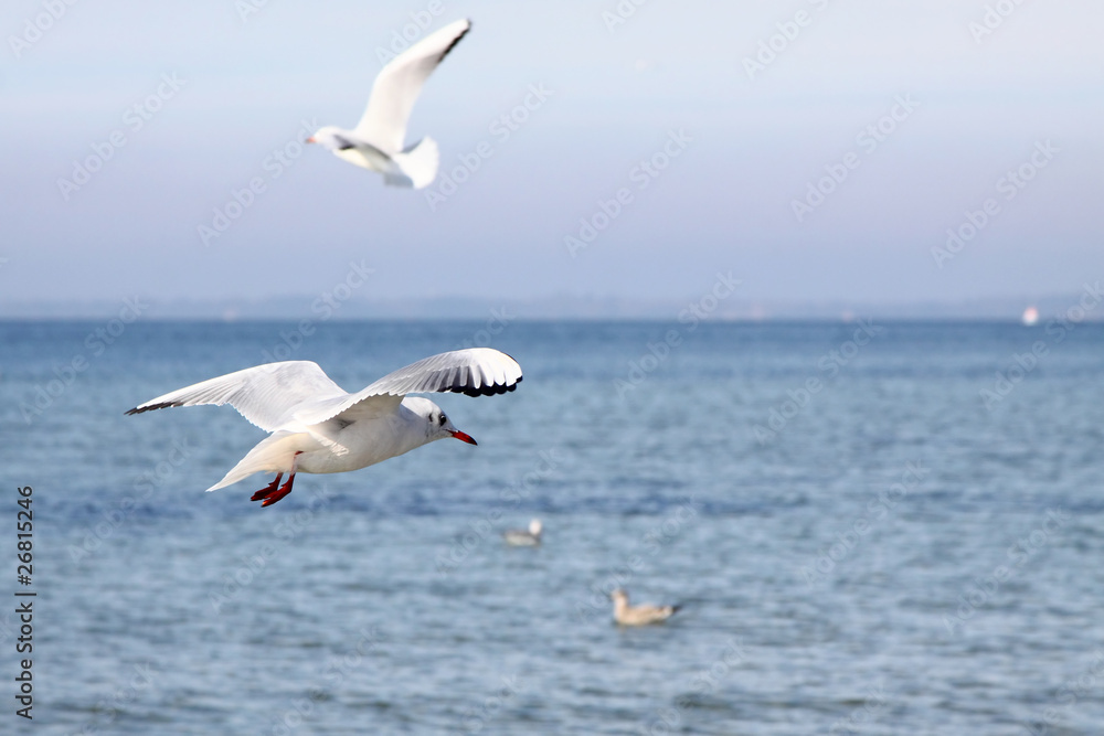 Möwe und Horizont