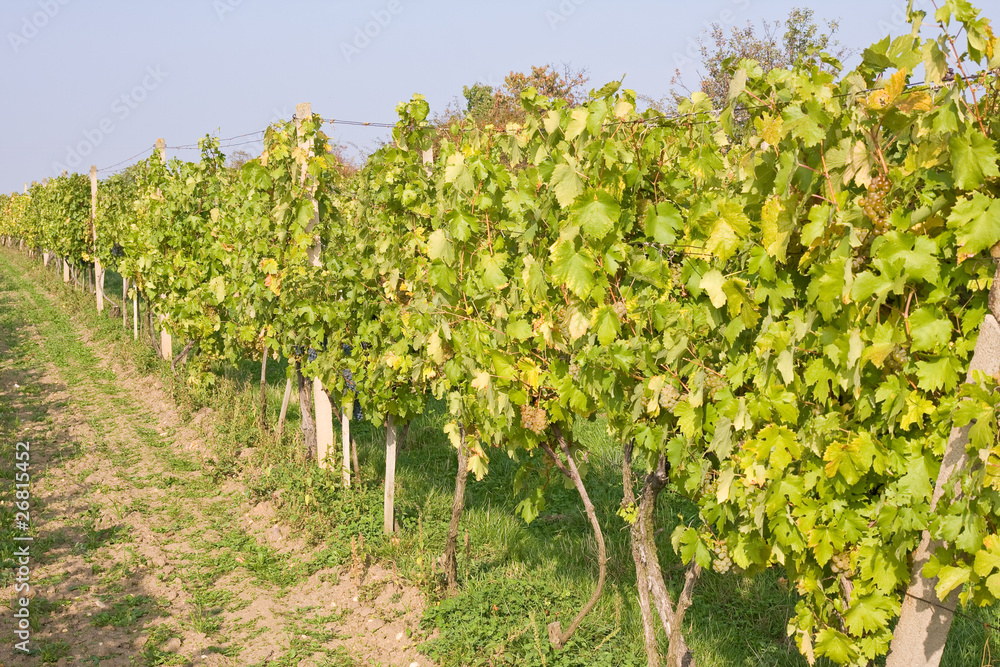 beautiful vineyard scenery in Moravia, Czech Republic