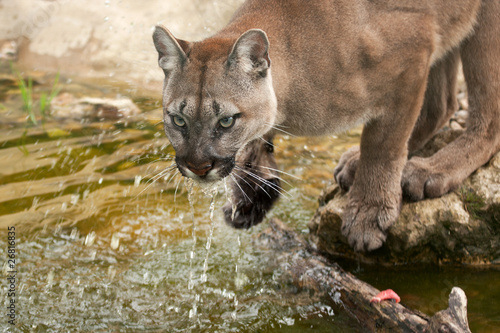 Cougar or mountain lion drinking