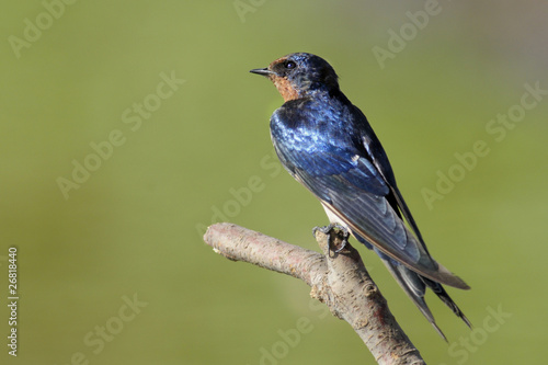 Barn Swallow (Hirundo rustica) © PROMA