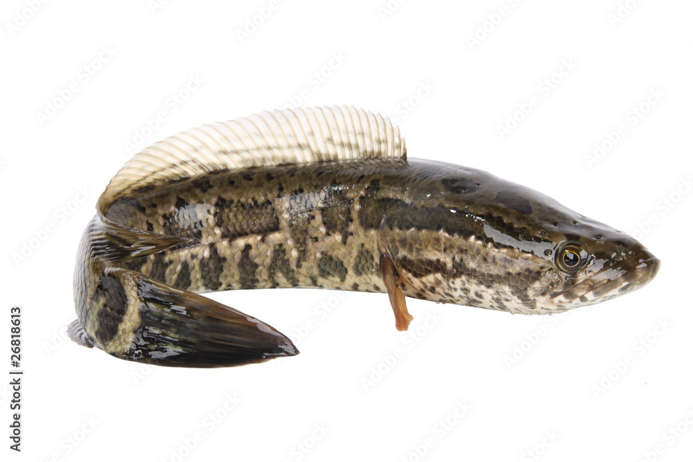 Naklejka premium snakehead