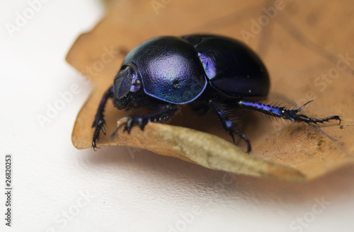 Żuk gnojowy, gnojarz leśny, gnojak, Geotrupes, stercorarius photo