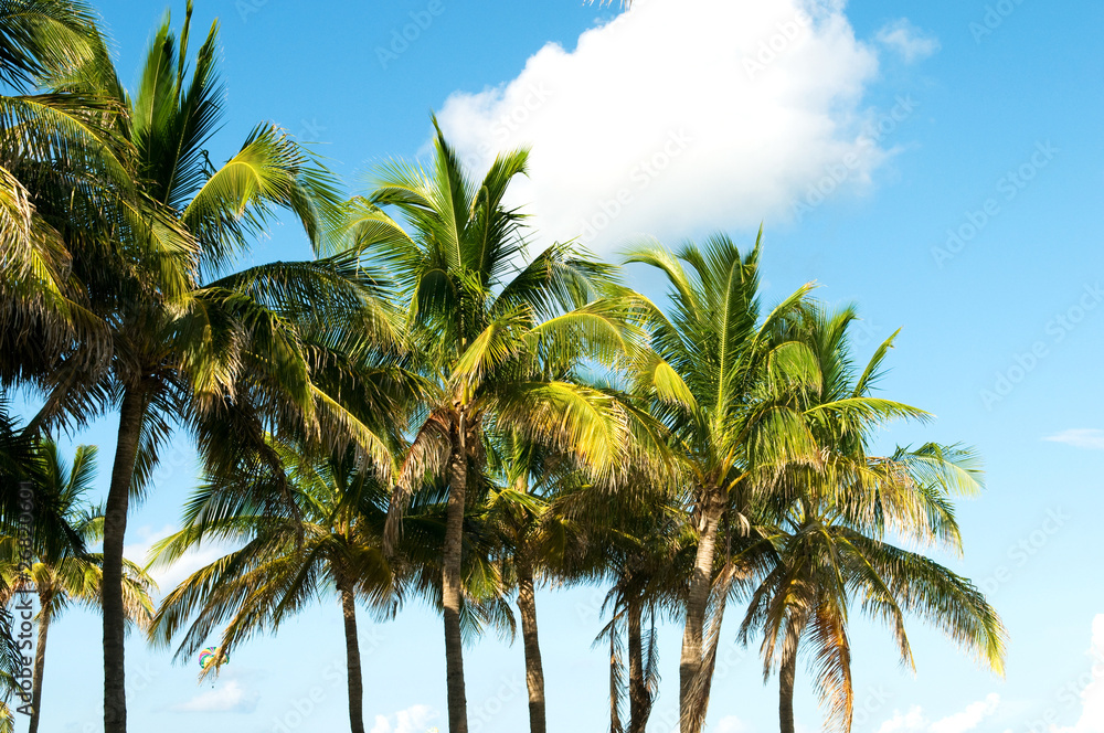 Fototapeta premium Palms trees on the beach during bright day