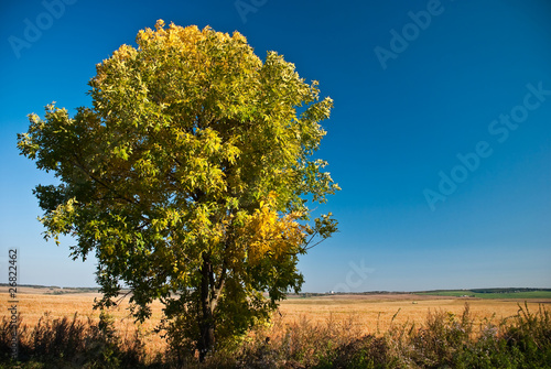 fall season tree at roadside