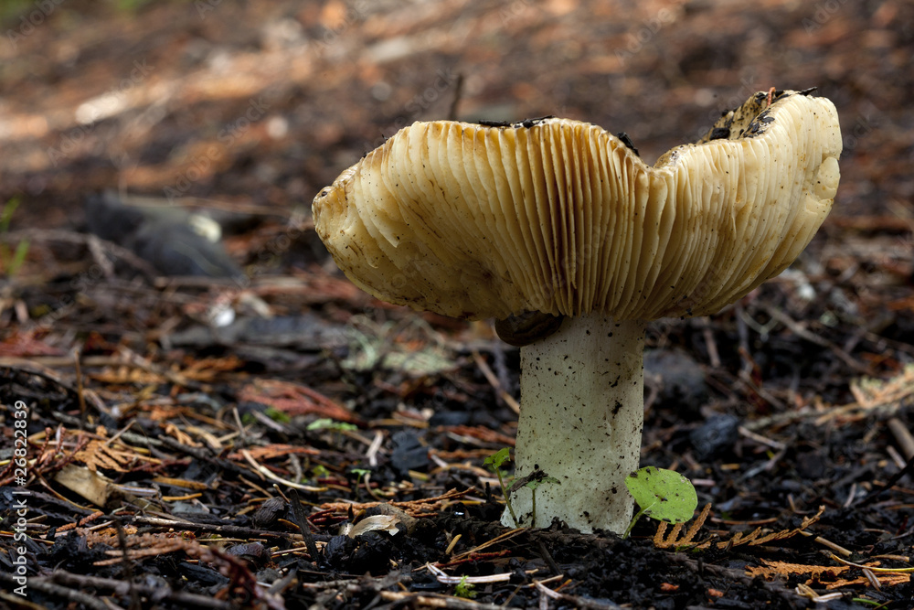 A russula emitica mushroom on the forest floor. A russula emitica mushroom on the forest floor.