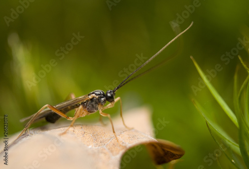 Błonkoskrzydłe, błonkówka Hymenoptera © Gucio_55