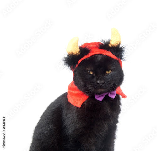 Fototapeta Naklejka Na Ścianę i Meble -  Black cat with devil horns