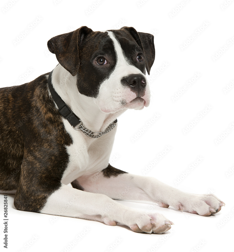 American Staffordshire Terrier American Staffordshire Terrier
