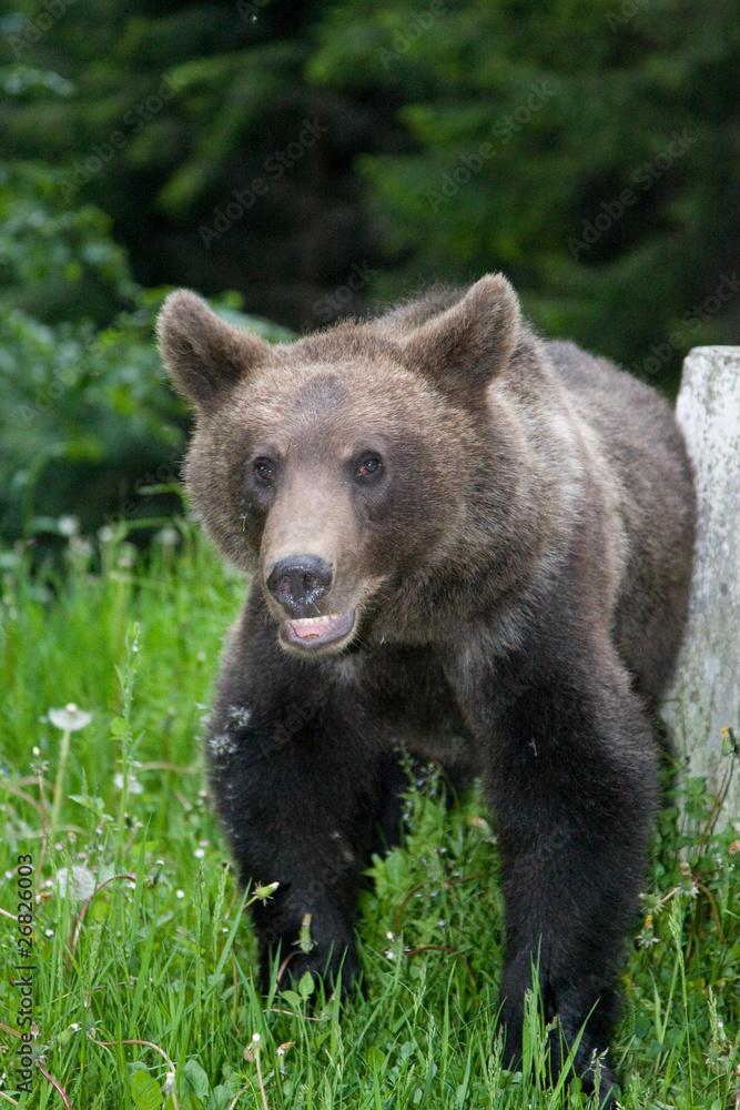 Wild Bear In The Forest