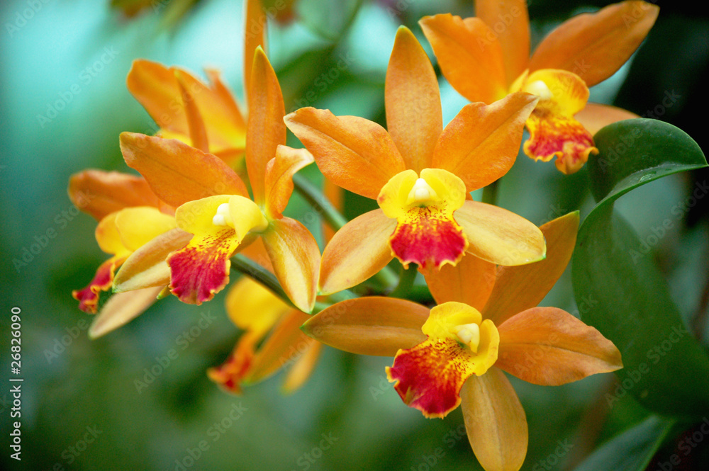 Fototapeta premium coloured tropic