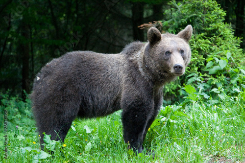 Wild Bear In The Forest © Ovidiu - Mihai Danca