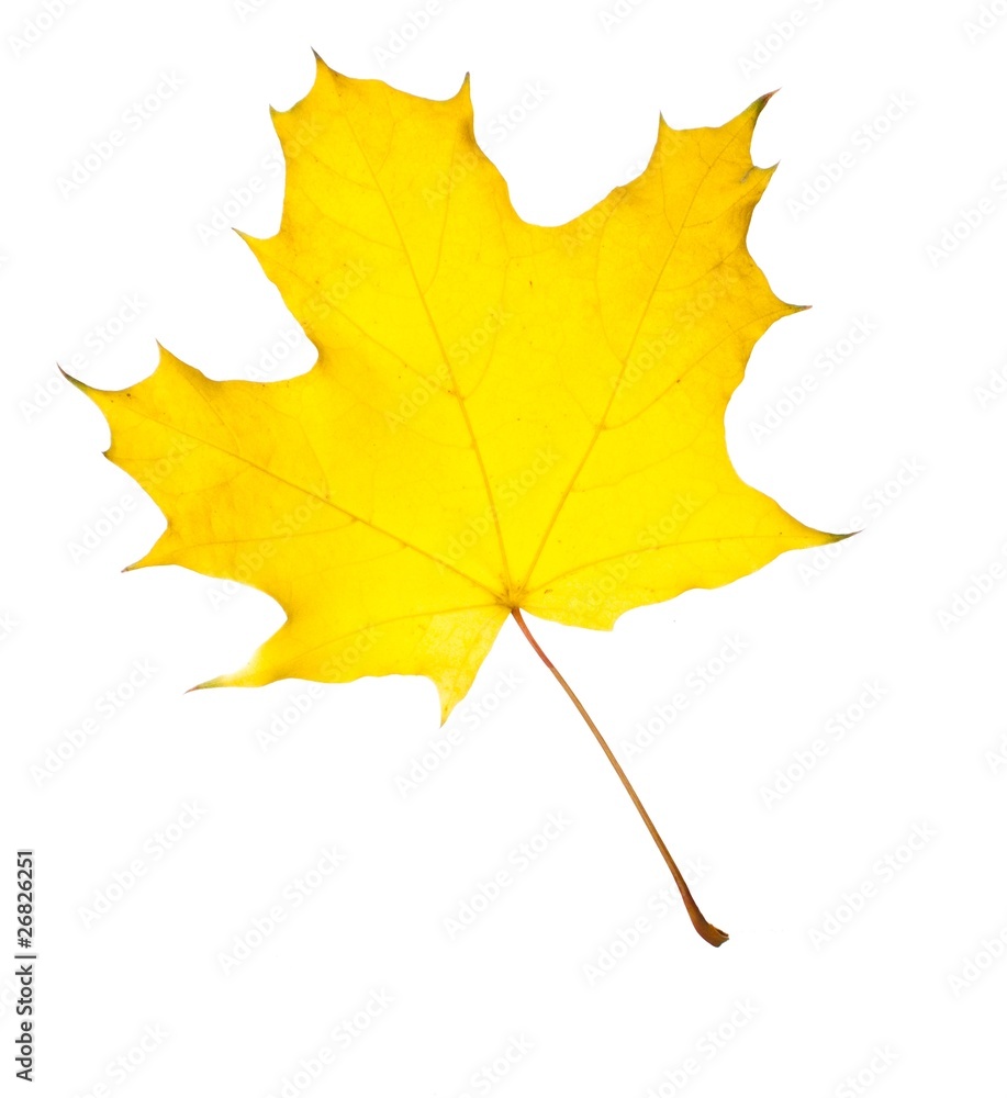 Obraz premium beautiful autumn maple leaf isolated on white background