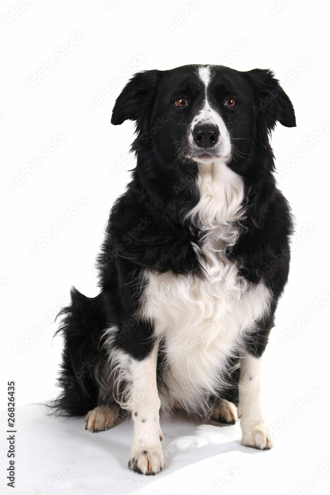 Hundeportrait 2 Hundeportrait 2