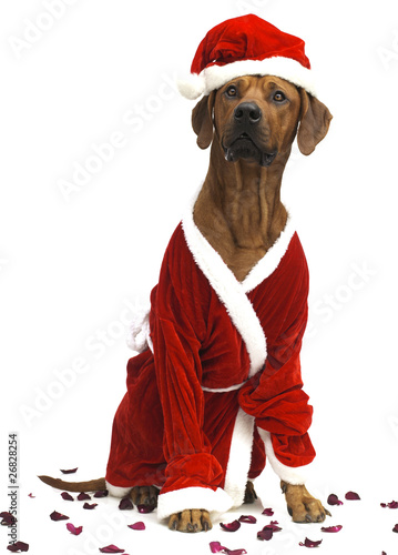Hund im Weihnachtsmannkostüm © akf