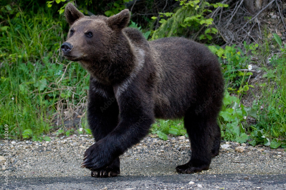 Wild Bear In The Forest Wild Bear In The Forest