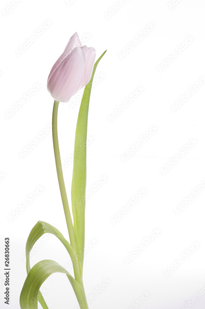 Beautiful pink tulip