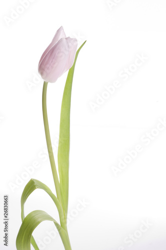 Fototapeta Naklejka Na Ścianę i Meble -  Beautiful pink tulip