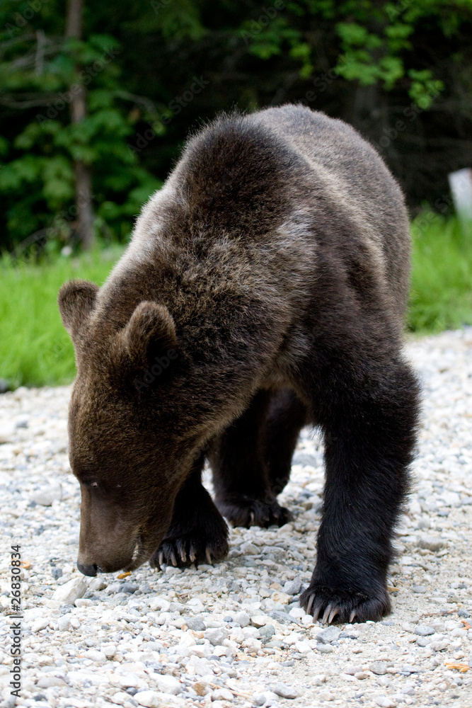 Wild Bear In The Forest Wild Bear In The Forest
