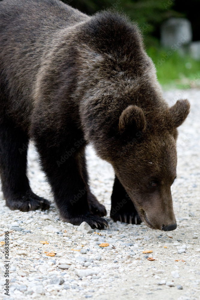 Wild Bear In The Forest Wild Bear In The Forest