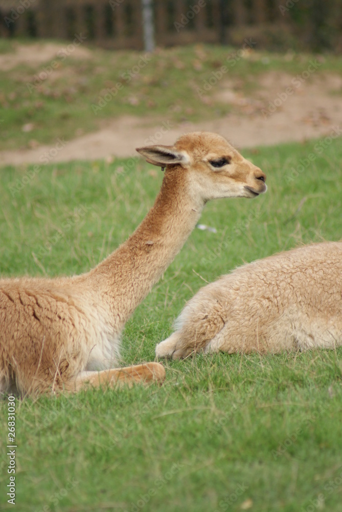 Vicuna - Vicugna vicugna Vicuna - Vicugna vicugna