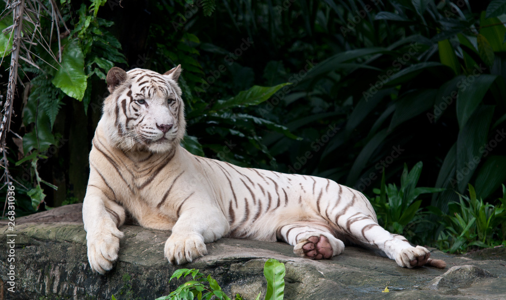 Obraz premium biały Tygrys