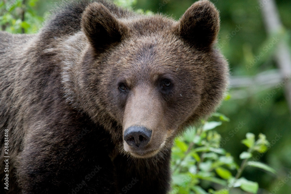 Wild Bear In The Forest