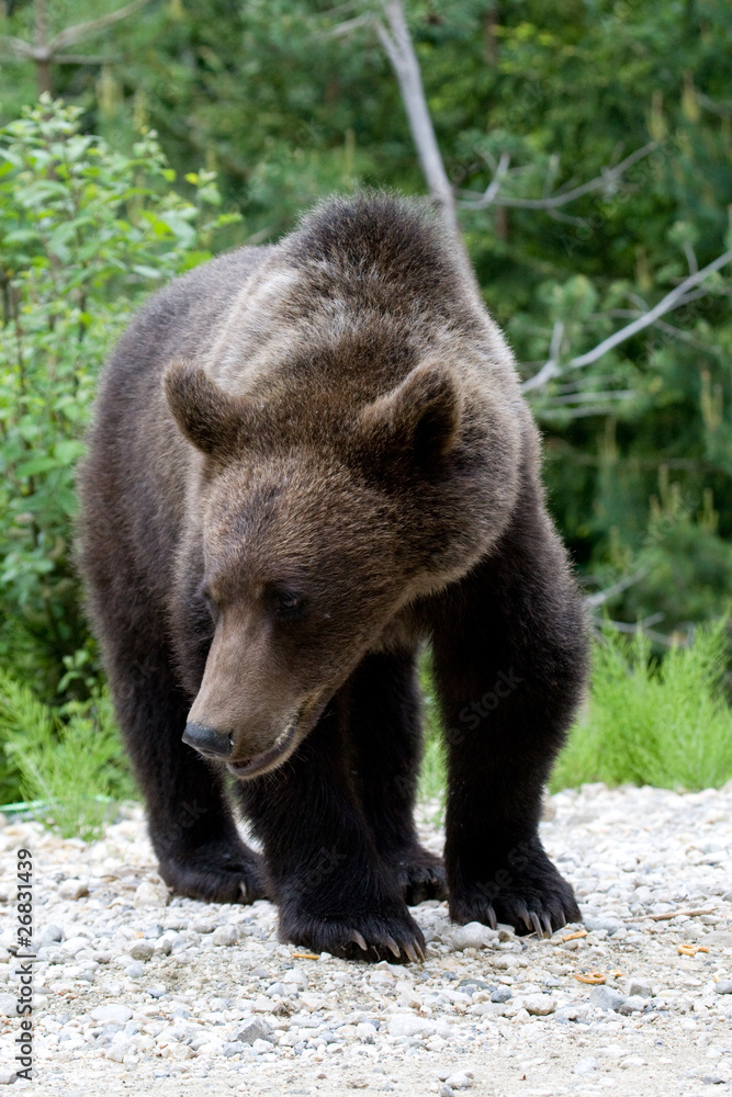 Wild Bear In The Forest