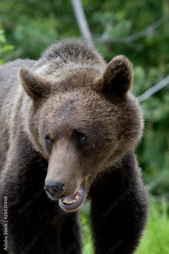 Wild Bear In The Forest