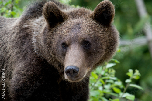 Wild Bear In The Forest