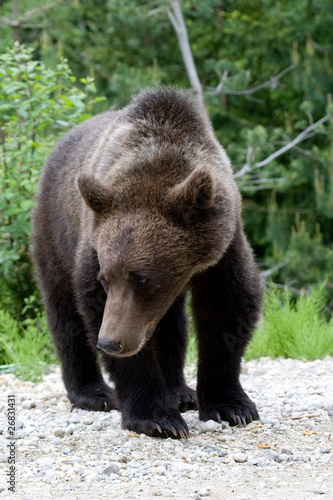 Wild Bear In The Forest