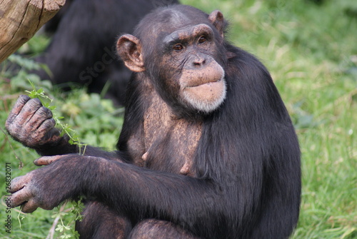 Fototapeta Naklejka Na Ścianę i Meble -  Common Chimpanzee - Pan Troglodyte