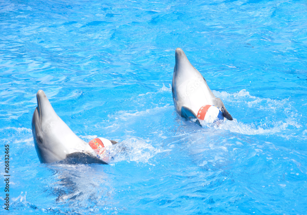 Naklejka premium Two dancing dolphins