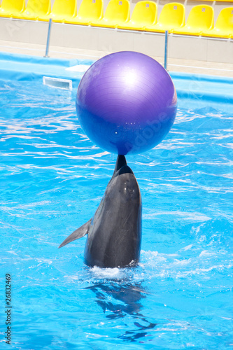 Dancing dolphin