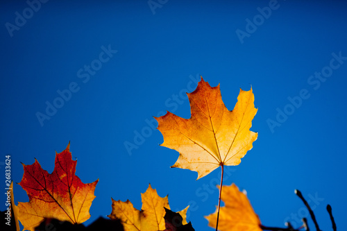 autumn leafes