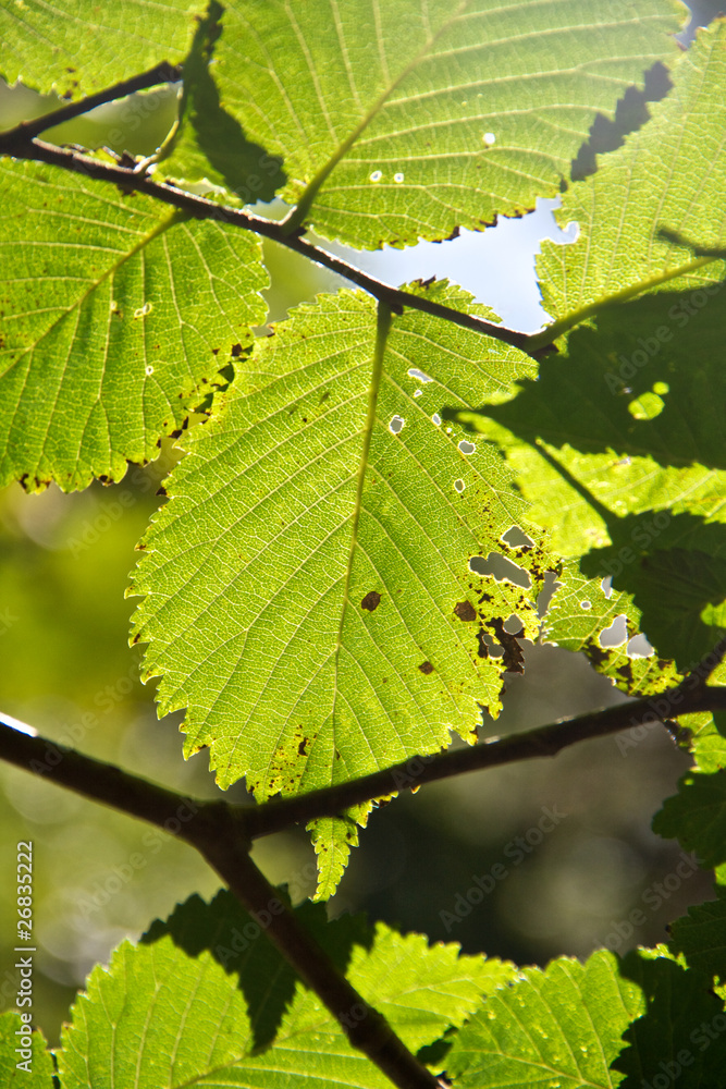 Glowing Green Leave Glowing Green Leave
