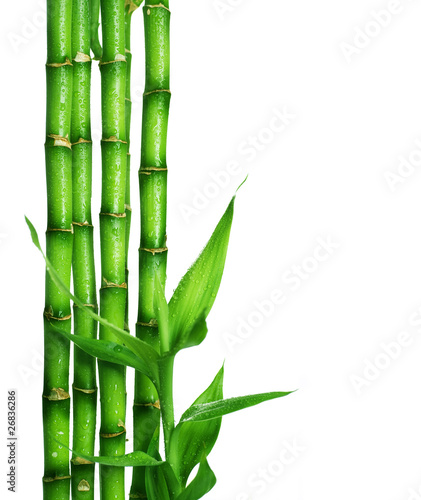 Bamboo over white © Subbotina Anna